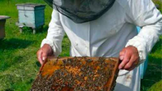 North Fraser Honey Bee Club